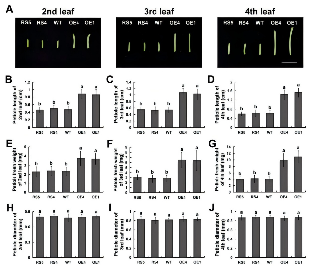 圖5.png DAP-seq助力揭示PagHSF4調控楊樹生長發育與耐鹽性的分子機制