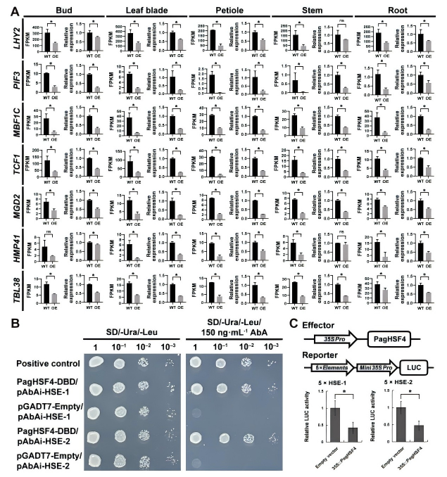 圖9.png DAP-seq助力揭示PagHSF4調控楊樹生長發育與耐鹽性的分子機制